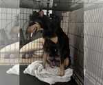 Small Photo #1 Doberman Pinscher Puppy For Sale in OAK FOREST, IL, USA