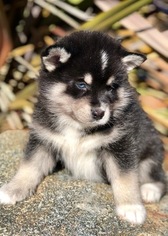 Medium Pomsky