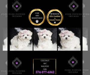 Maltese Puppy for sale in WARSAW, IN, USA