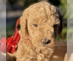 Small Photo #3 Goldendoodle (Miniature) Puppy For Sale in BATTLE GROUND, WA, USA