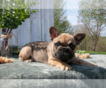 Small #3 French Bulldog