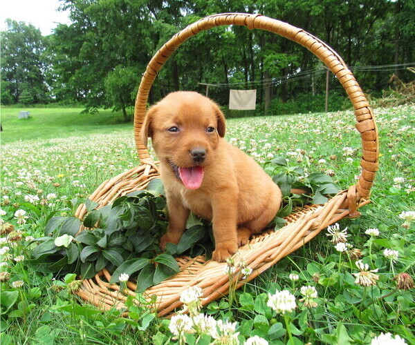 Medium Photo #1 Labrador Retriever Puppy For Sale in LOUDONVILLE, OH, USA