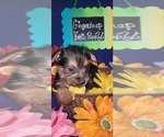 Small #17 Yorkshire Terrier