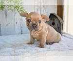 Small #2 French Bulldog