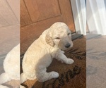 Puppy Yellow Collar Goldendoodle-Poodle (Standard) Mix