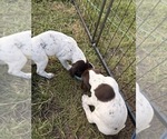 Small #5 German Shorthaired Pointer