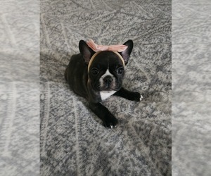 French Bulldog Puppy for sale in FT MYERS, FL, USA
