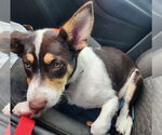 Small #5 Australian Shepherd-Beagle Mix