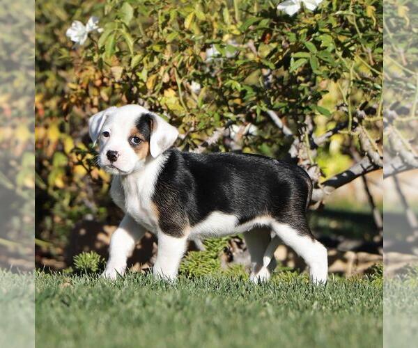 Medium Photo #8 Labrador Retriever-Unknown Mix Puppy For Sale in San Diego, CA, USA