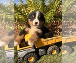 Image preview for Ad Listing. Nickname: Nash