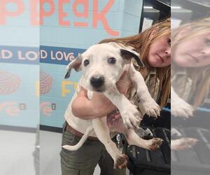 Mutt Dogs for adoption in Temple, TX, USA