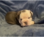 Small Photo #5 English Bulldog Puppy For Sale in RICHMOND, VA, USA