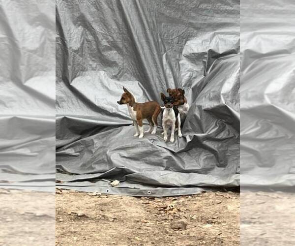 Medium Photo #1 Rat Terrier Puppy For Sale in DORA, MO, USA