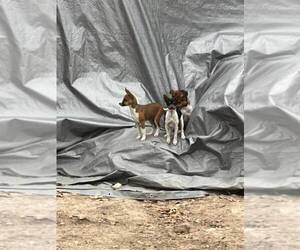 Rat Terrier Puppy for sale in DORA, MO, USA