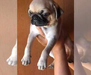 Pug Puppy for sale in WEST COVINA, CA, USA