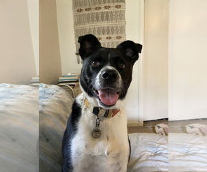 Collie-Unknown Mix Dogs for adoption in Fort Collins, CO, USA