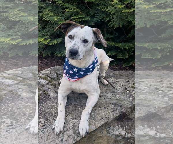 Medium Photo #4 Mountain Cur-Pointer Mix Puppy For Sale in Cookeville, TN, USA