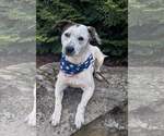 Small #3 Mountain Cur-Pointer Mix
