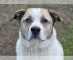 Small Anatolian Shepherd-Labrador Retriever Mix
