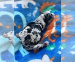 Small Photo #23 Aussiedoodle-Bernedoodle Mix Puppy For Sale in BELTON, SC, USA