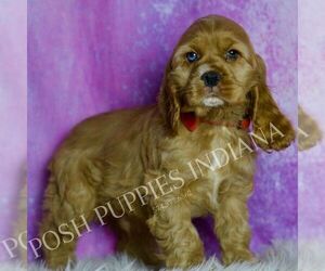 Medium Cocker Spaniel