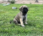 Small Photo #29 Mastiff Puppy For Sale in HESPERIA, CA, USA