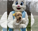 Small Photo #6 Golden Retriever Puppy For Sale in NEOLA, WV, USA
