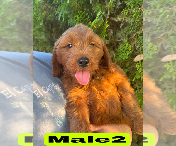 Medium Photo #24 Goldendoodle (Miniature) Puppy For Sale in BAKERSFIELD, CA, USA