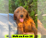 Small #23 Goldendoodle (Miniature)