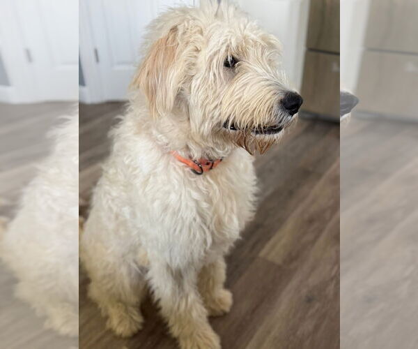 Medium Photo #2 Poodle (Standard)-Unknown Mix Puppy For Sale in New London, WI, USA