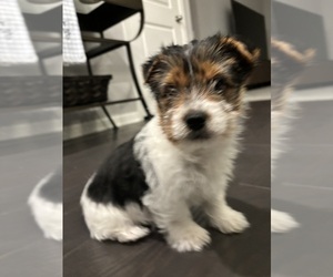 Shih Tzu Puppy for sale in MACOMB, MI, USA