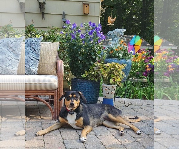 Medium Photo #3 Mutt Puppy For Sale in Westwood, NJ, USA