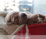 Small Photo #23 Goldendoodle Puppy For Sale in DENISON, TX, USA
