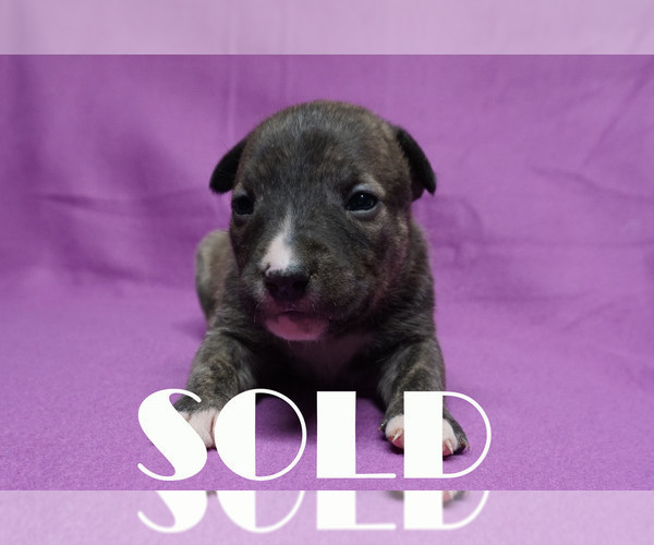 Medium Photo #2 American Bully-Bull Terrier Mix Puppy For Sale in BRANDYWINE, MD, USA