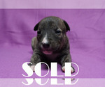 Small Photo #2 American Bully-Bull Terrier Mix Puppy For Sale in BRANDYWINE, MD, USA
