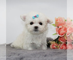 Small #2 Maltese