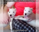 Small Photo #50 Dogo Argentino Puppy For Sale in PINEVILLE, MO, USA