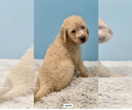 Small #3 Goldendoodle