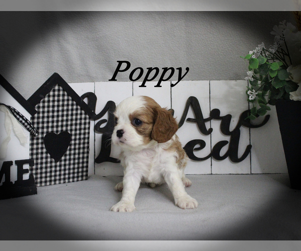 Medium Photo #11 Cavalier King Charles Spaniel Puppy For Sale in CHANUTE, KS, USA