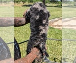 Small Photo #16 Bernedoodle-Golden Mountain Dog Mix Puppy For Sale in DAVIS, CA, USA
