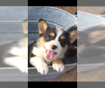 Small Photo #4 Pembroke Welsh Corgi Puppy For Sale in COMANCHE, TX, USA