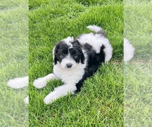 Sheepadoodle Puppy for sale in MERIDIAN, PA, USA