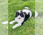 Small Photo #1 Sheepadoodle Puppy For Sale in MERIDIAN, PA, USA