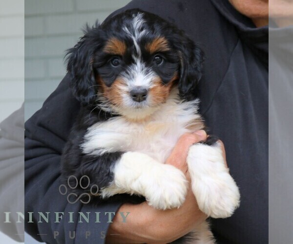Medium Photo #4 Bernedoodle (Miniature) Puppy For Sale in NARVON, PA, USA