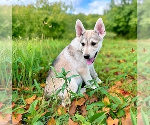 German Shepherd Dog-Siberian Husky Mix Puppy for sale in DE GRAFF, OH, USA