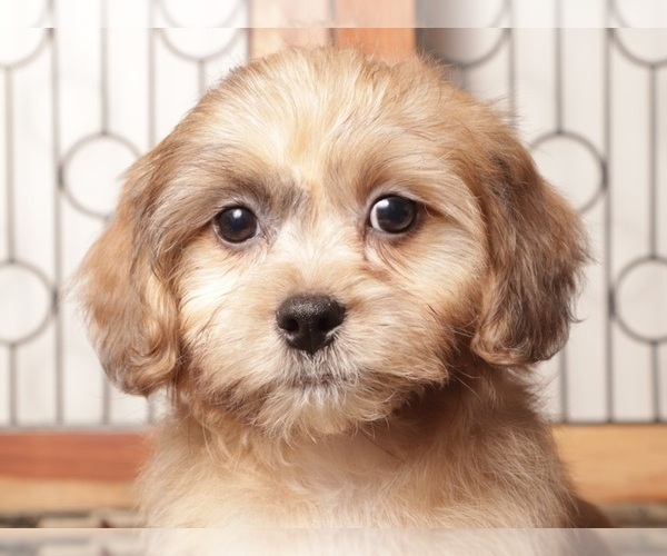 Medium Photo #2 ShihPoo Puppy For Sale in NAPLES, FL, USA