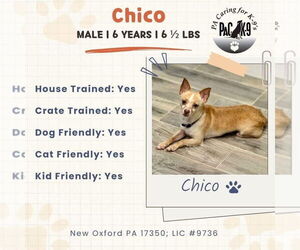 Chihuahua-Unknown Mix Dogs for adoption in New Oxford , PA, USA