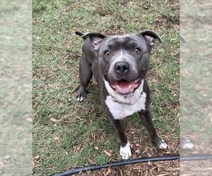 American Pit Bull Terrier Dogs for adoption in Plano, TX, USA