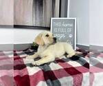 Small Labrador Retriever