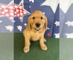 Small #8 Golden Retriever